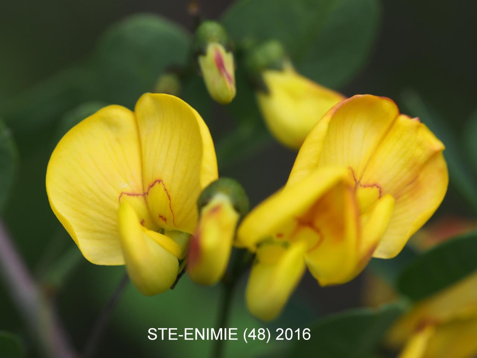 Bladder Senna